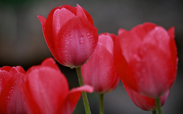 Red flower water droplets macro #17 free wallpaper - medium preview image