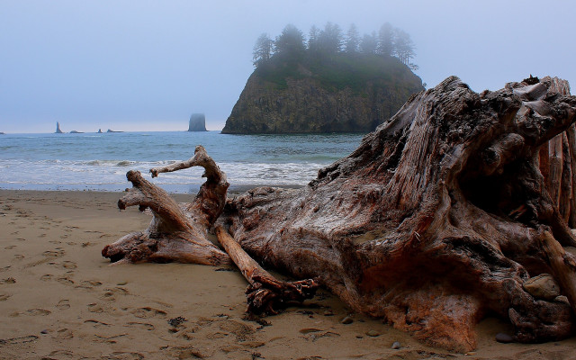 Large tree stump beach ocean free wallpaper - medium preview image