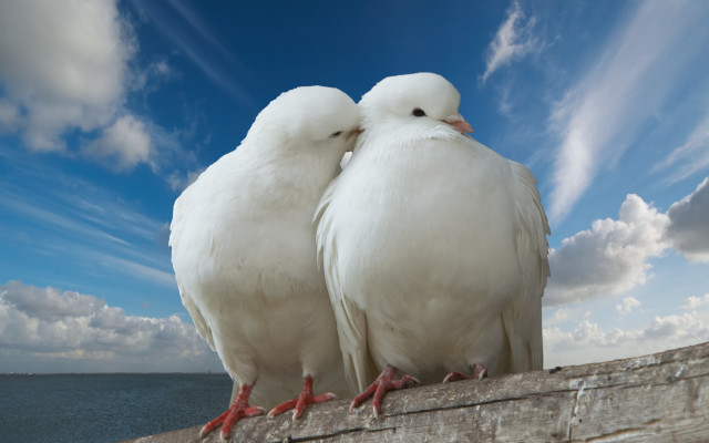 White birds ocean clouds beach free wallpaper - medium preview image
