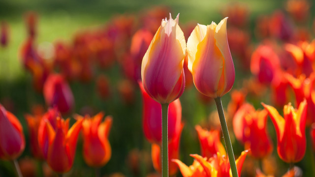 Flower field autumn blurry fire free wallpaper - medium preview image