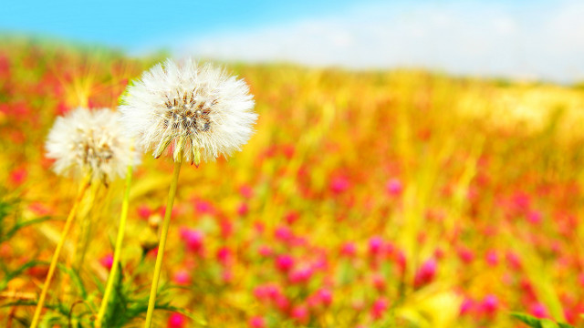 Flower field sunset bokeh autumn free wallpaper - medium preview image