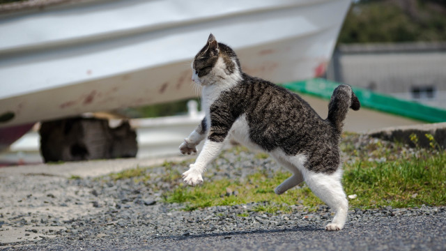 Cat jumping beach boat motion free wallpaper - medium preview image