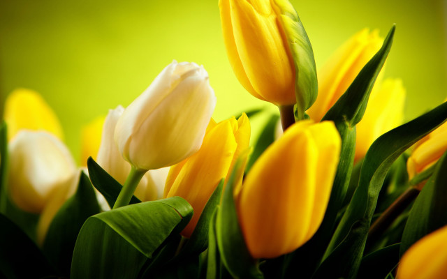 Yellow white flowers green background free wallpaper for desktop - medium preview image
