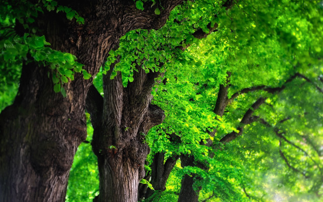 Trees bench park nature dappled free wallpaper - medium preview image