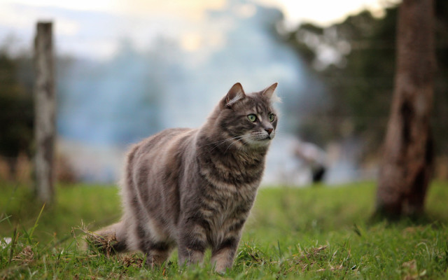 Cat grass tree fence blurry free wallpaper - medium preview image
