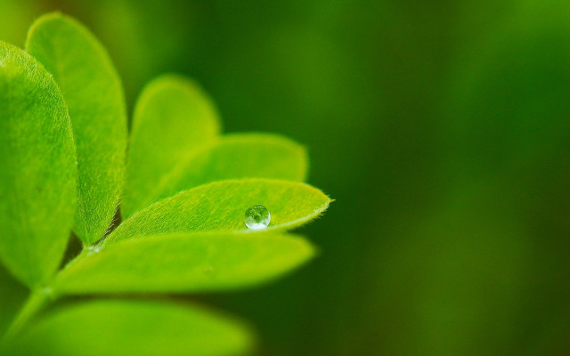 Green leaf water drop macro #3 free wallpaper - medium preview image