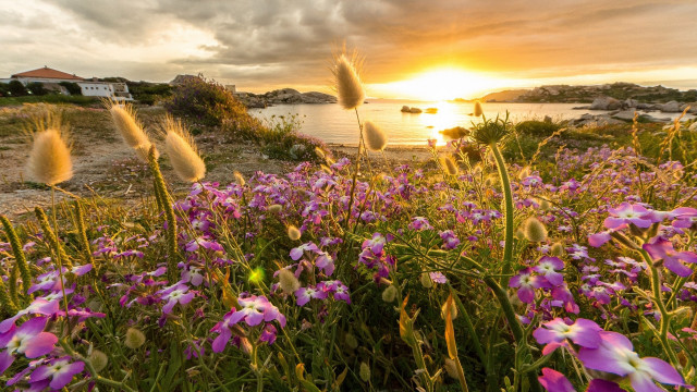 Flower field sunset water cloudy free wallpaper - medium preview image