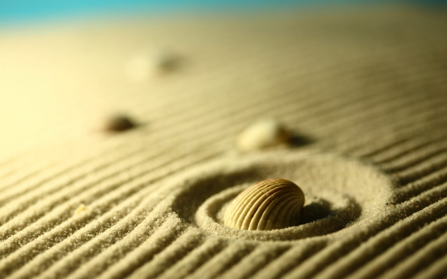 Small shell beach rocks sand free wallpaper - medium preview image