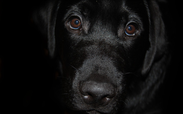 Black dog sad look blue free wallpaper - medium preview image