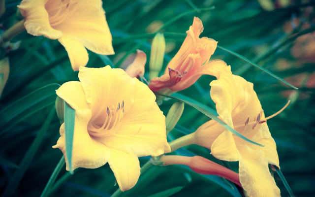 Yellow flowers green leaves blurry #2 free wallpaper - medium preview image