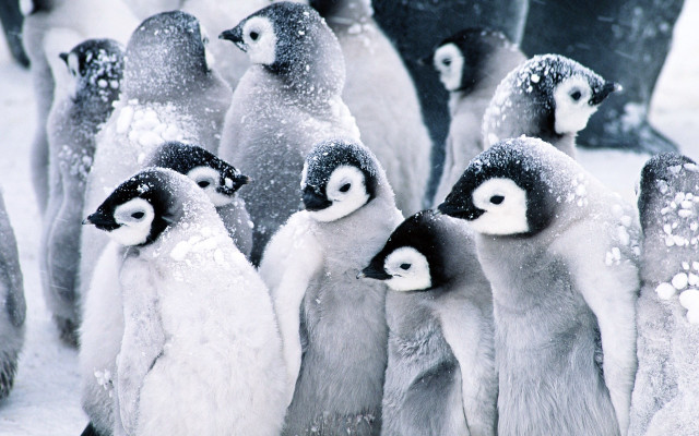 Penguins snow winter impressionist ecological free wallpaper - medium preview image