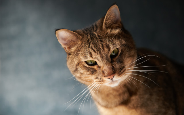 Sad cat serious look animal free wallpaper - medium preview image