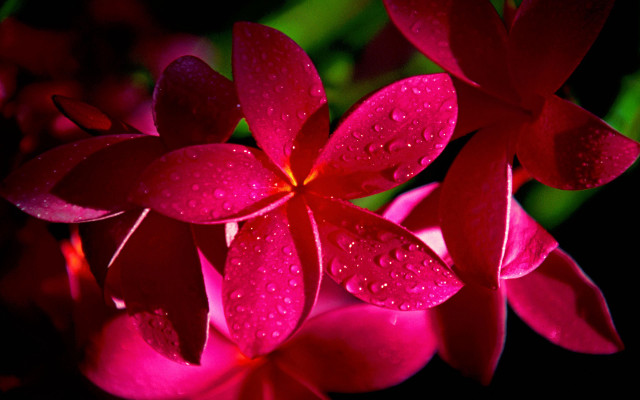 Red rose water droplets macro #42 free wallpaper - medium preview image