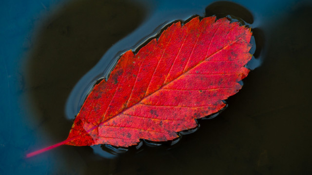 Leaf water red tip macro free wallpaper - medium preview image