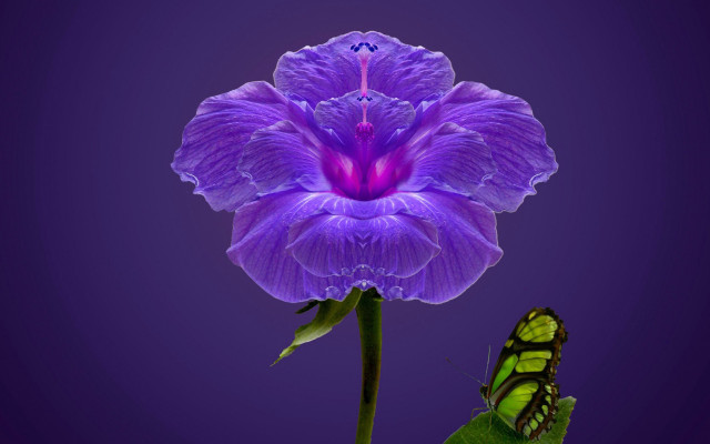 Butterfly purple flower magic realism free wallpaper - medium preview image
