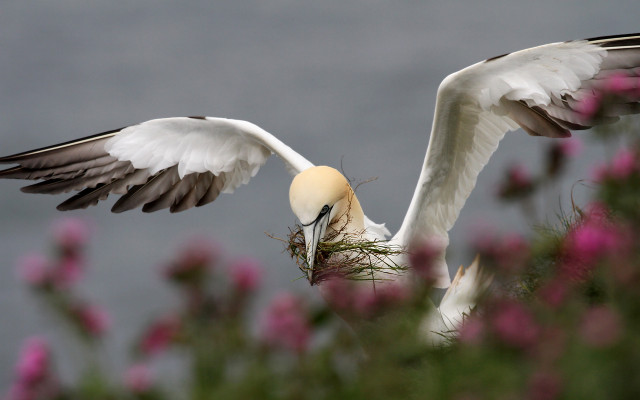 Bird nest field flowers gray free wallpaper - medium preview image