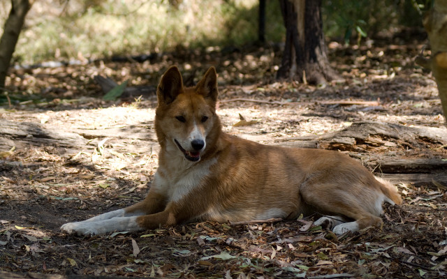 Dog lying woods blurry australian free wallpaper - medium preview image