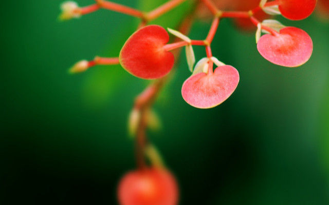 Plant red berries green background free wallpaper - medium preview image