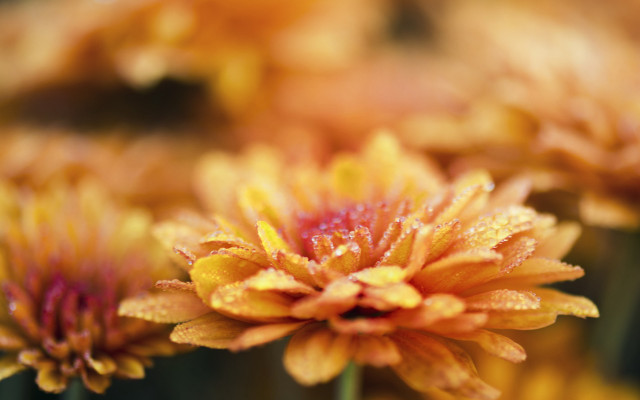 Flower water droplets autumn blurry free wallpaper - medium preview image