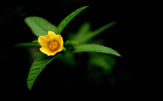 Yellow flower green leaves macro #2 free wallpaper - medium preview image