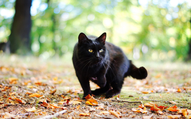 Black cat forest leaves yellow free wallpaper - medium preview image