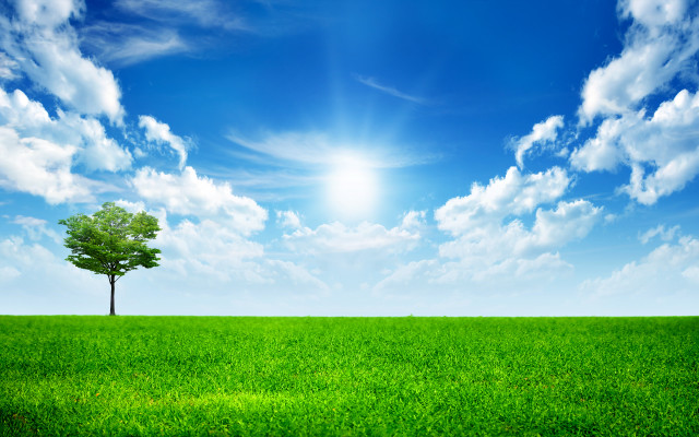 Lone tree green field blue #17 free wallpaper - medium preview image