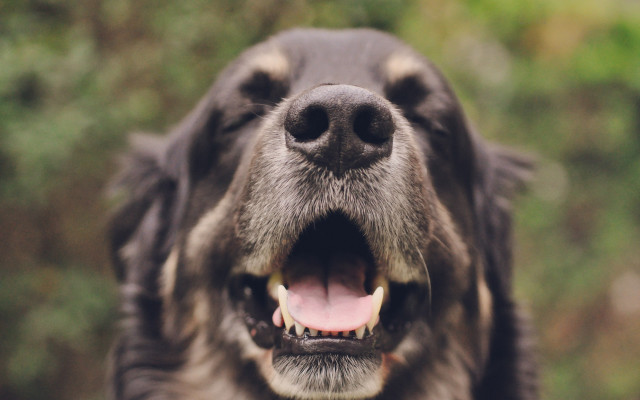 Dog open mouth tongue blurry free wallpaper - medium preview image