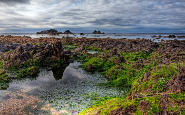 Rocky beach green algae mossy free wallpaper - medium preview image