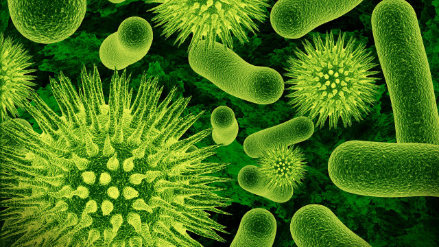 Green cell microscopic plant flower free wallpaper - medium preview image