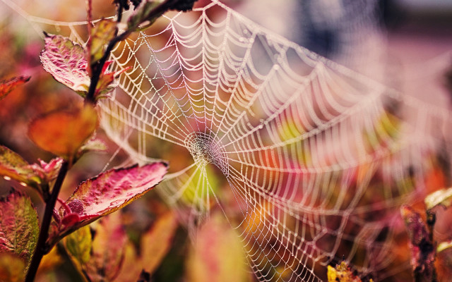 Spiderweb fallleaves redyellow background macro free wallpaper - medium preview image
