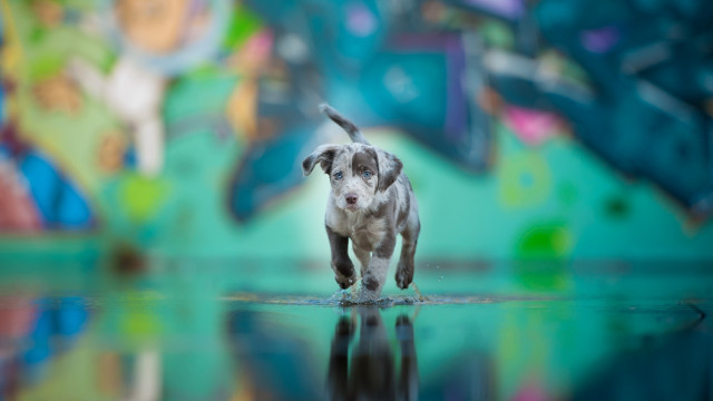 Dog reflection graffiti motion blur free wallpaper - medium preview image