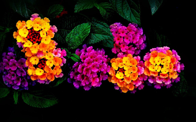 Purple hydrangea yellow sunflower leaves free wallpaper - medium preview image