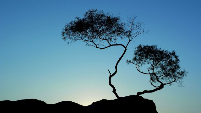 Silhouetted tree blue sky mountain free wallpaper - medium preview image