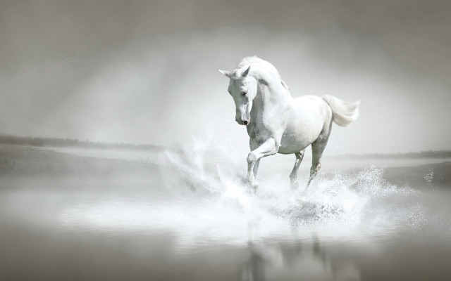White horse running foggy water #2 free wallpaper - medium preview image