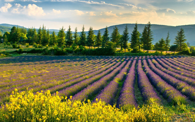 Lavender mountain sunset clouds trees free wallpaper - medium preview image
