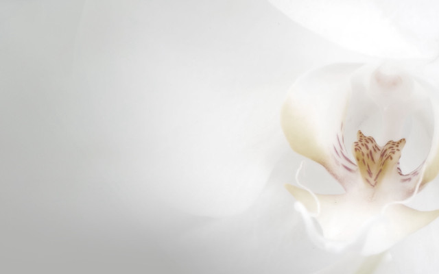 White flower yellow center light free wallpaper - medium preview image