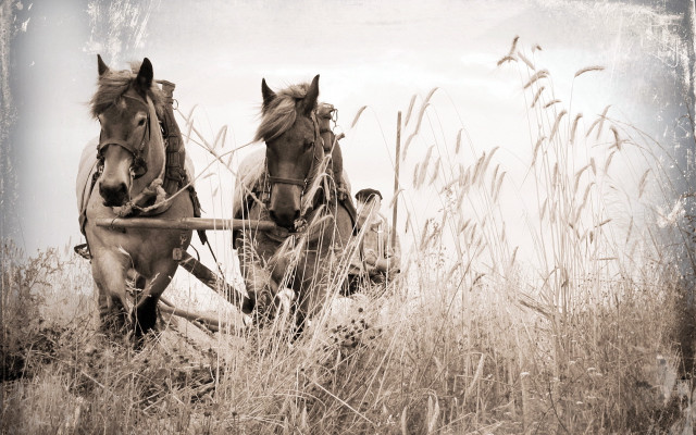 Horses plow field sepia matte free wallpaper - medium preview image