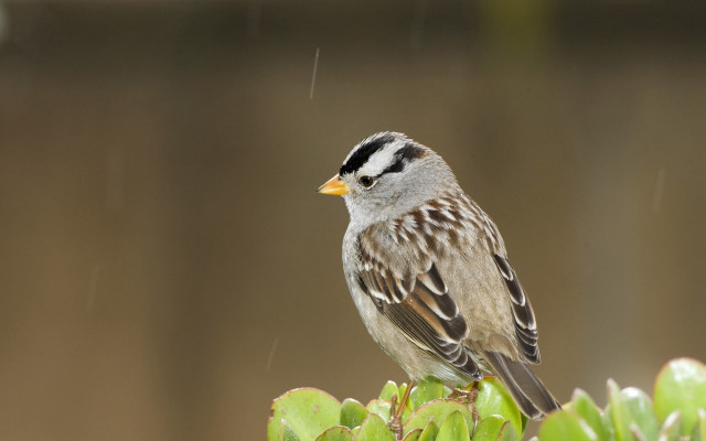 Bird green plant rain blurry free wallpaper - medium preview image