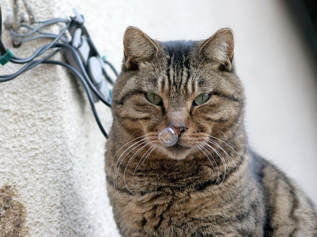 Cat ledge wire wall neoplasticism free wallpaper - medium preview image