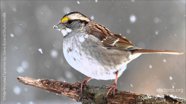 Bird sitting branch snow falling #2 free wallpaper - medium preview image