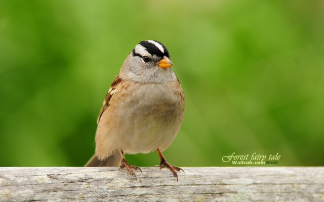 Small bird perched wooden plank free wallpaper - medium preview image