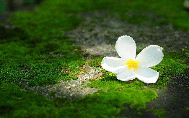 White flower macro green moss free wallpaper - medium preview image