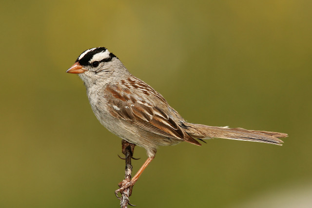 Bird perched branch blurry background #2 free wallpaper - medium preview image