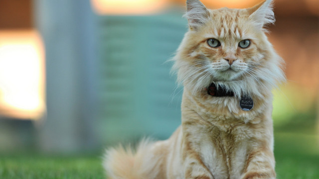 Serious white cat in grass free wallpaper - medium preview image