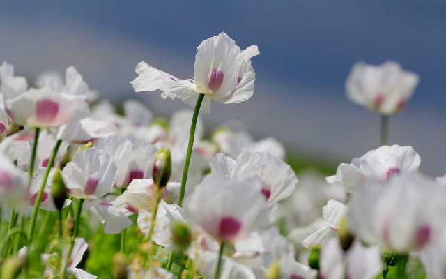 White flowers pink centers sunny free wallpaper - medium preview image