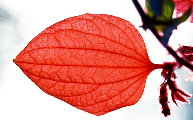 Red leaf hanging tree branch #2 free wallpaper - medium preview image