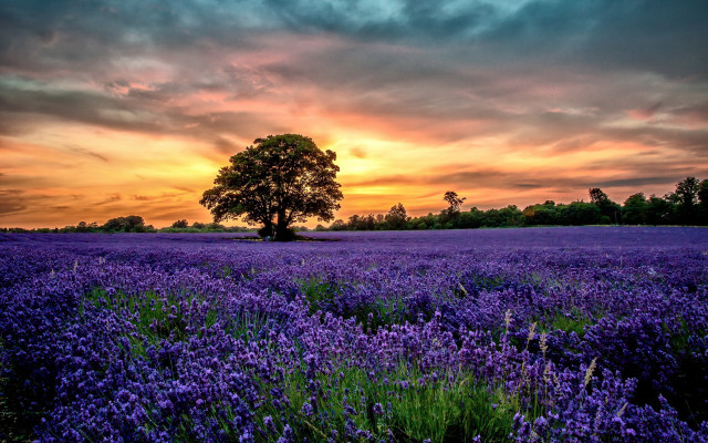Purple flowers sunset landscape city free wallpaper - medium preview image