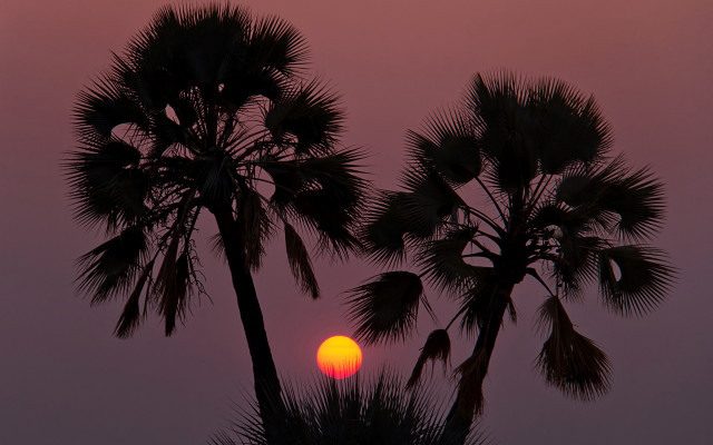 Sunset palm tree silhouette pink free wallpaper - medium preview image