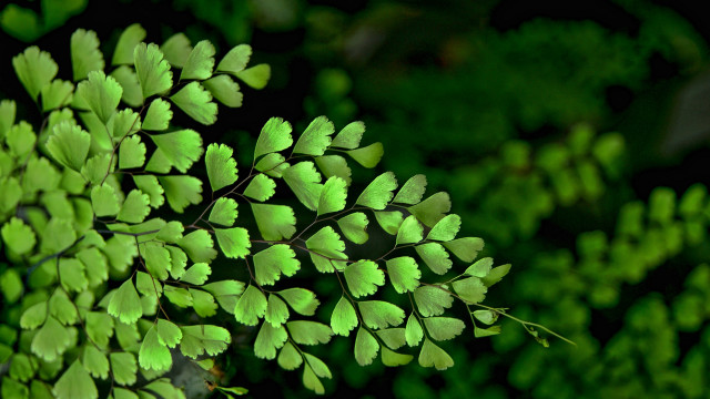 Green plant leaves background foliage free wallpaper - medium preview image