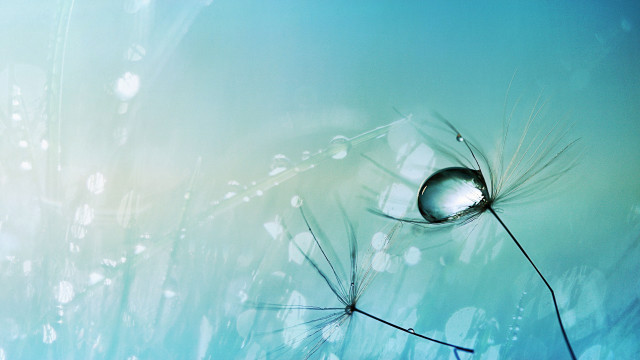Dandelion water droplets blue background free wallpaper - medium preview image